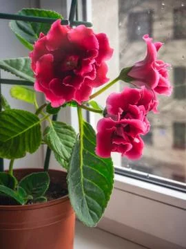 Red gloxinia in a pot on a window Stock Photos