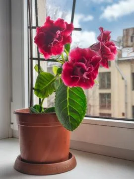 Red gloxinia in a pot on a window Stock Photos