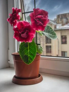 Red gloxinia in a pot on a window Stock Photos