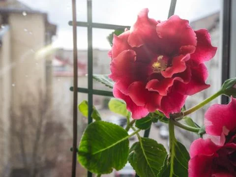 Red gloxinia in a pot on a window Stock Photos