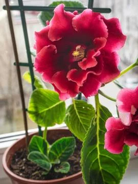 Red gloxinia in a pot on a window Stock Photos