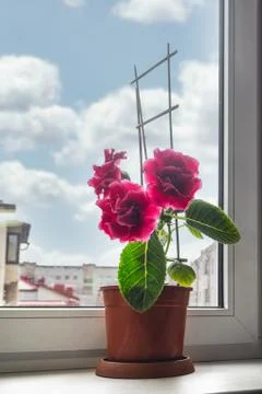 Red gloxinia in a pot on a window Stock Photos