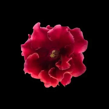 Red gloxinia in a pot on a window Stock Photos