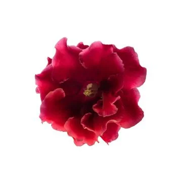 Red gloxinia in a pot on a window Stock Photos