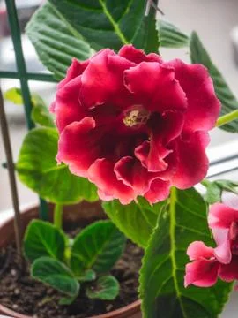 Red gloxinia in a pot on a window Stock Photos