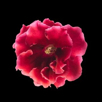 Red gloxinia in a pot on a window Stock Photos