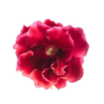 Red gloxinia in a pot on a window Stock Photos