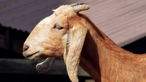 Red goat Stock Footage 280297960