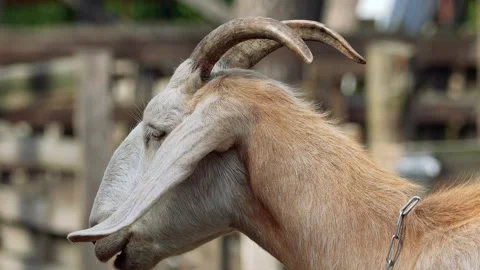 Red goat Stock Footage 280297974