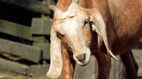 Red goat Stock Footage 280297975