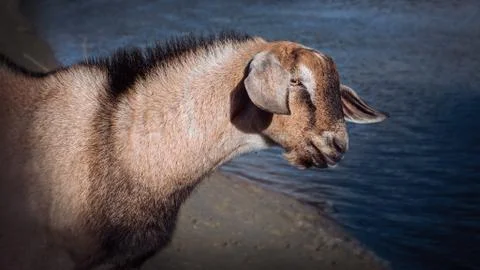 Red goat of the Nubian breed by the river. Stock Photos