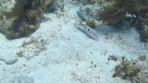 Red Goatfish (Pseudupeneus maculatus) Stock Footage 24637227