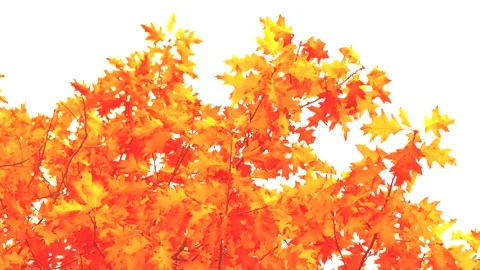 Red gold oak tree leaves in storm, wind - autumn background Stock Footage 141834035