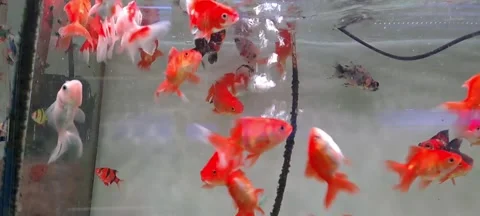 Red Goldfish in Aquarium Vídeos de archivo 342539345