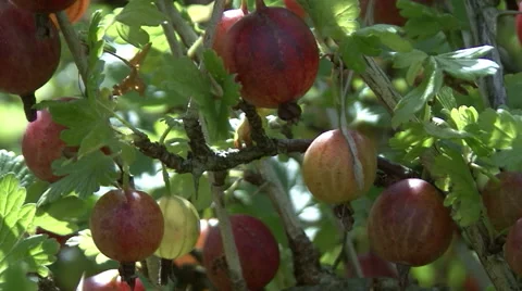 Red gooseberries on the bushes.Camera moves. Stock Footage 54409428