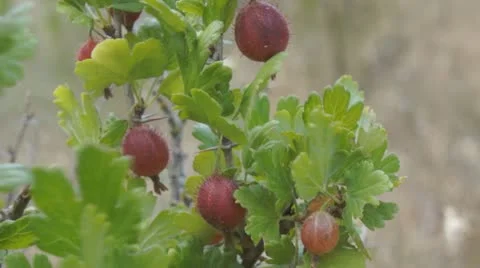 Red gooseberry Stock Footage 11359982