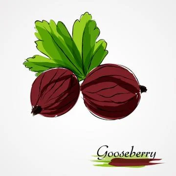 Red gooseberry Stock Illustration