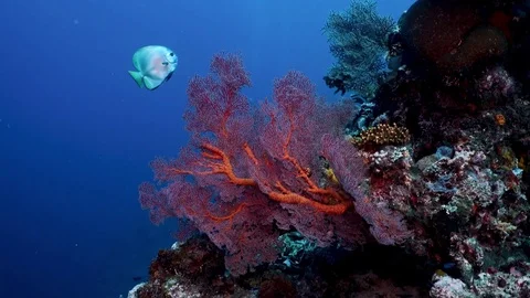 Red gorgonia with batfish Stock Footage 106671363