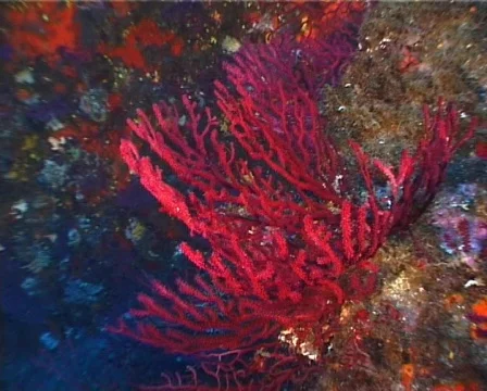 Red Gorgonia (C143) Video stock 106759