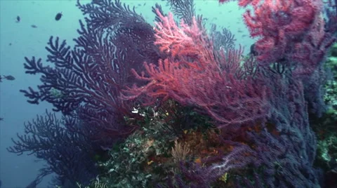 Red gorgonia Stock Footage 42888607