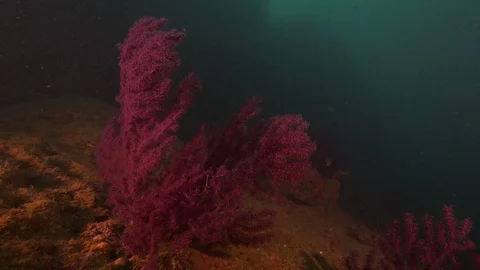  Red gorgonian very open in current, Banco di Santa Croce, Mediterranean Sea Stock Footage 104678821