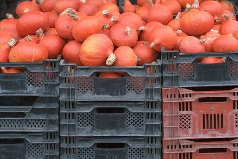 Red gourds Stock Photos