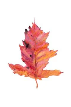 Red gradient autumn maple leaf painted in watercolor on white. Stock Photos