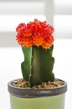 Red grafted cactus in the pot. Stock Photos