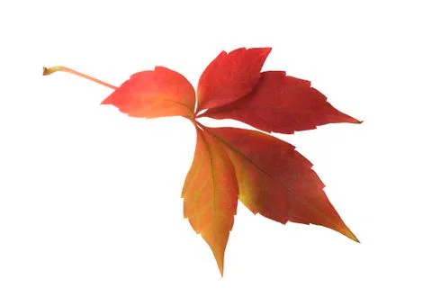 Red grape autumn leaf Stock Photos