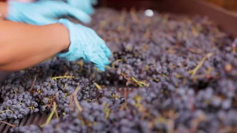 Red grape bucket spilling on the vibrant table and the cleansing process Stock Footage 242522779