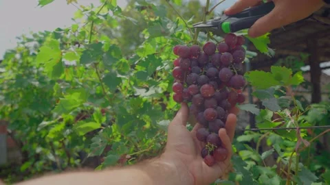 Red grape bunch cutting in 4K Stock Footage 139342326