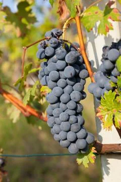 Red grape bunches. Stock Photos