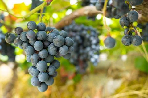 Red grape bunches on vines Stock Photos
