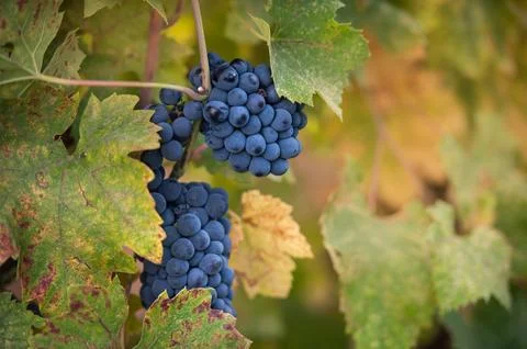 Red grape bunches on vines Stock Photos