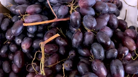 Red grape clusters  displayed in crate Stock Footage 312002720