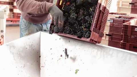 Red grape fall for triage Stock Footage 74467224