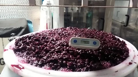 Red Grape Fermentation Stock Footage 155209857