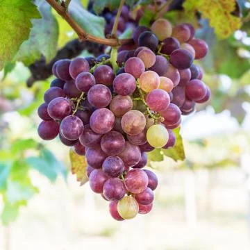 Red grape fruit Stock Photos