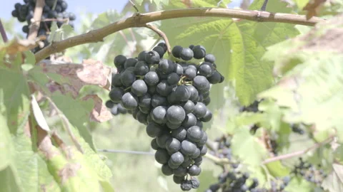 Red grape on a grapevine in sunshine Stock Footage 164746449