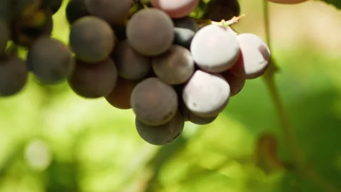 Red grape growing in foliage lighting by the sun Stock Footage 160814553