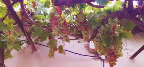 Red grape growth Stock Footage 167742422