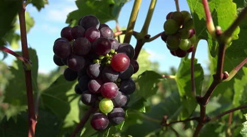 Red grape that have not matured Video stock 55574273