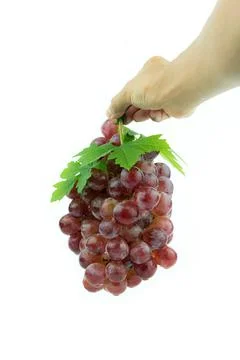 Red grape isolated on hand Foto stock
