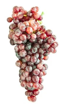 Red grape isolated on white Stock Photos