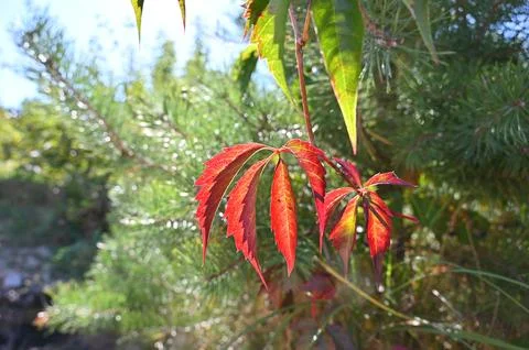 The red grape leaf on the green background is completely translucent in the suns Stock Photos