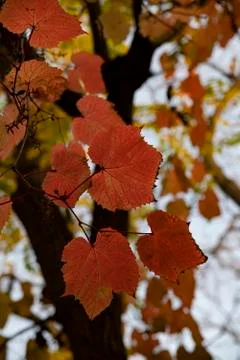 Red grape leaves 스톡 사진