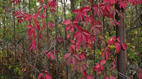 Red grape leaves sway from the wind on the fence, autumn. Stock Footage 313108763