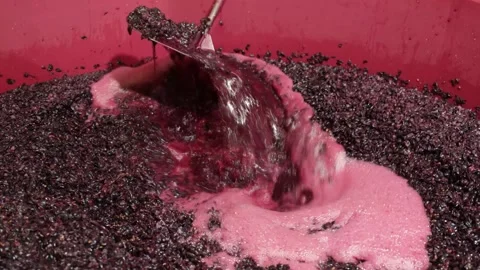 Red grape maceration process in winemaking Stock Footage 315229950