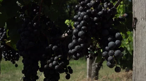 Red grape at perfect ripeness Stock Footage 55422418