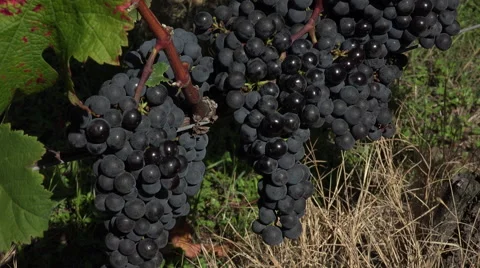 Red grape at perfect ripeness Video stock 55423270